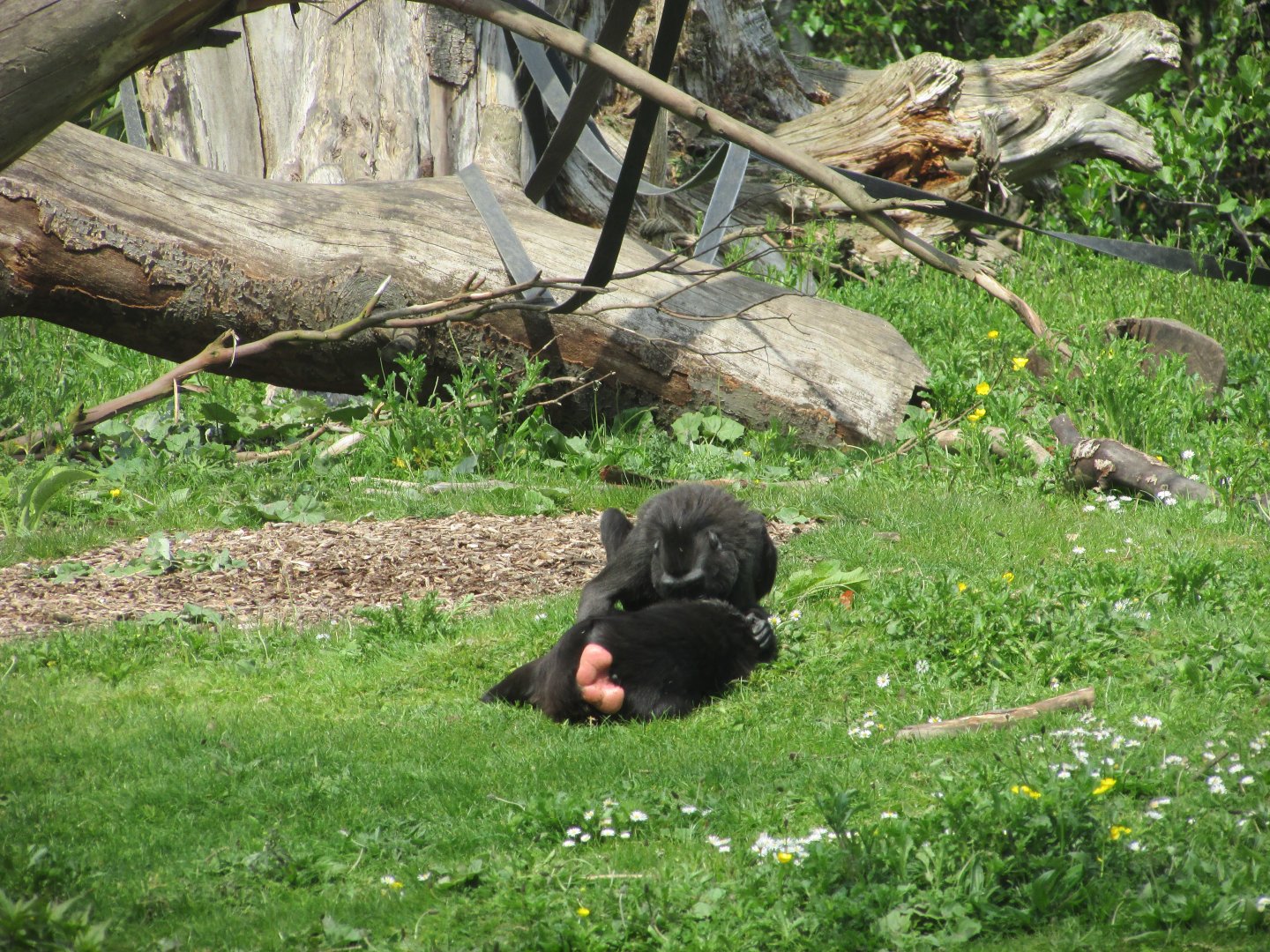 Dublin Zoo - Sulawesi crested macaque