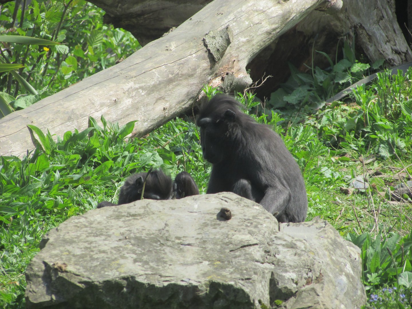 Dublin Zoo - Sulawesi crested macaque