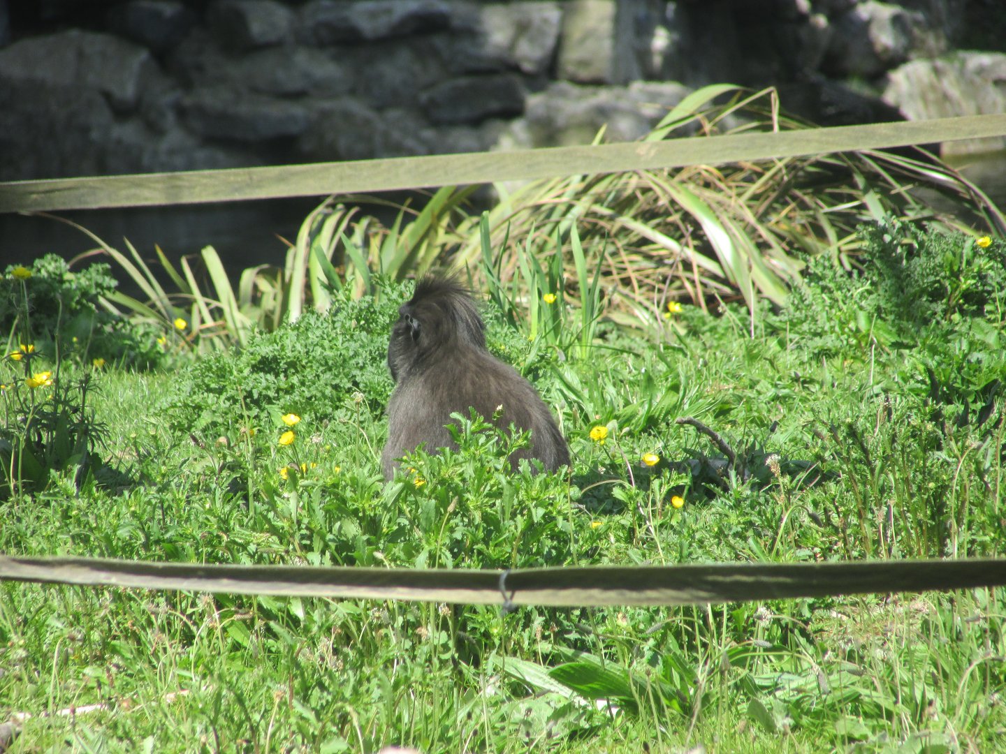 Dublin Zoo - Sulawesi crested macaque