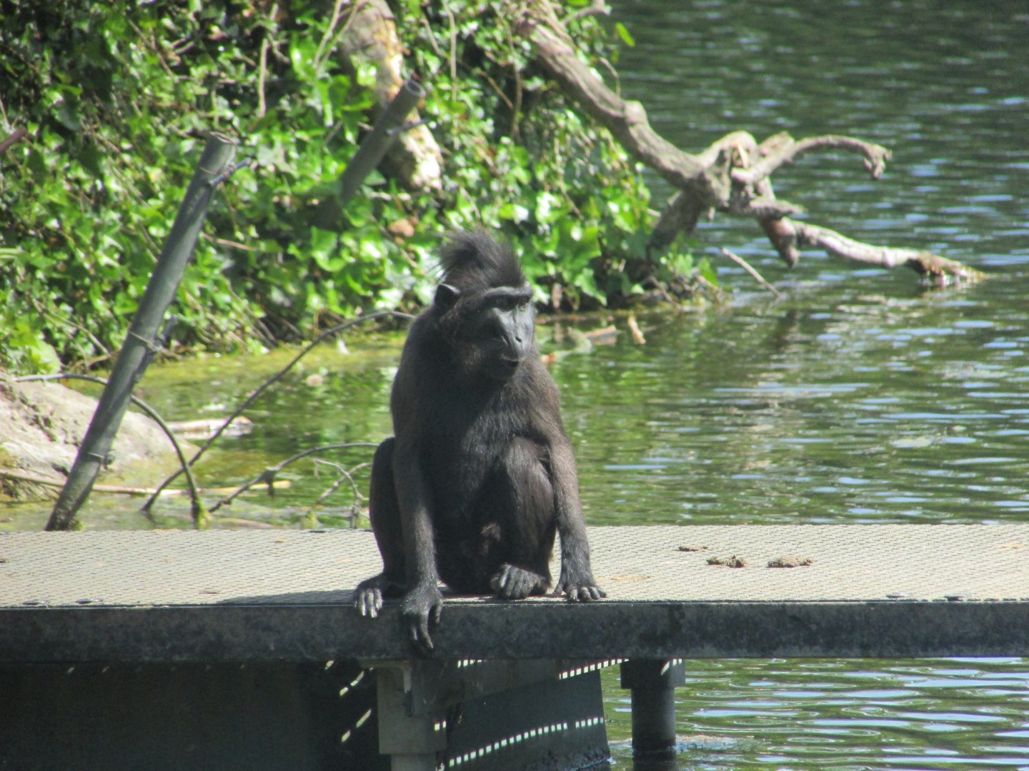Dublin Zoo - Sulawesi crested macaque