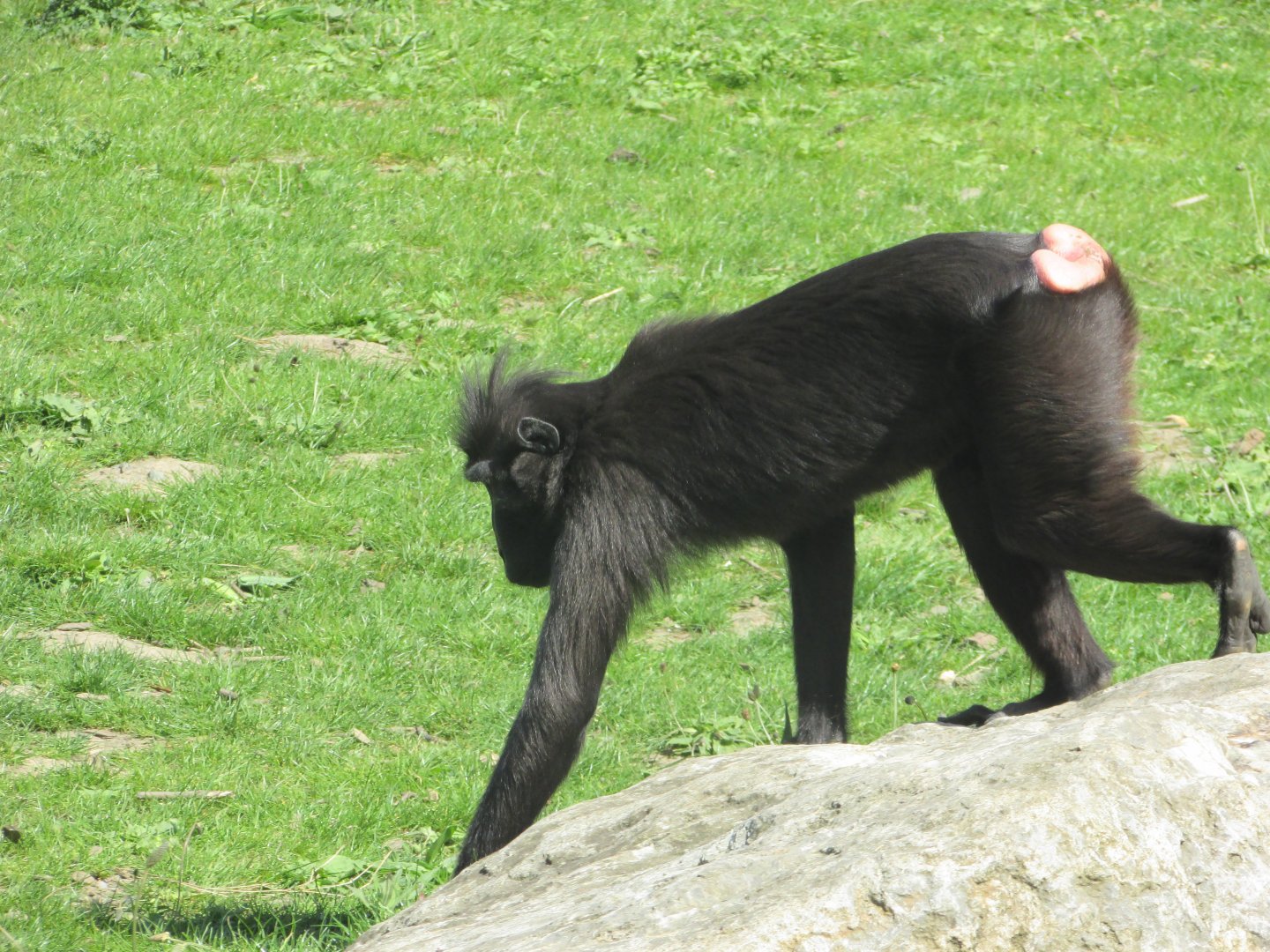 Dublin Zoo - Sulawesi crested macaque