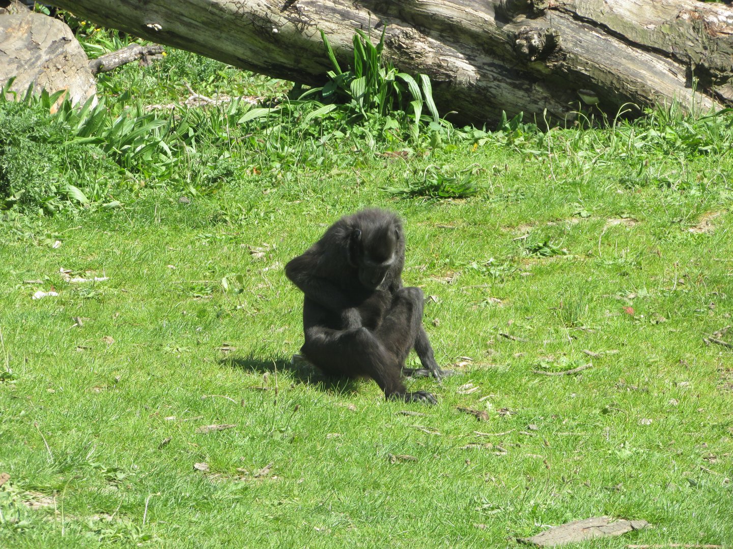 Dublin Zoo - Sulawesi crested macaque
