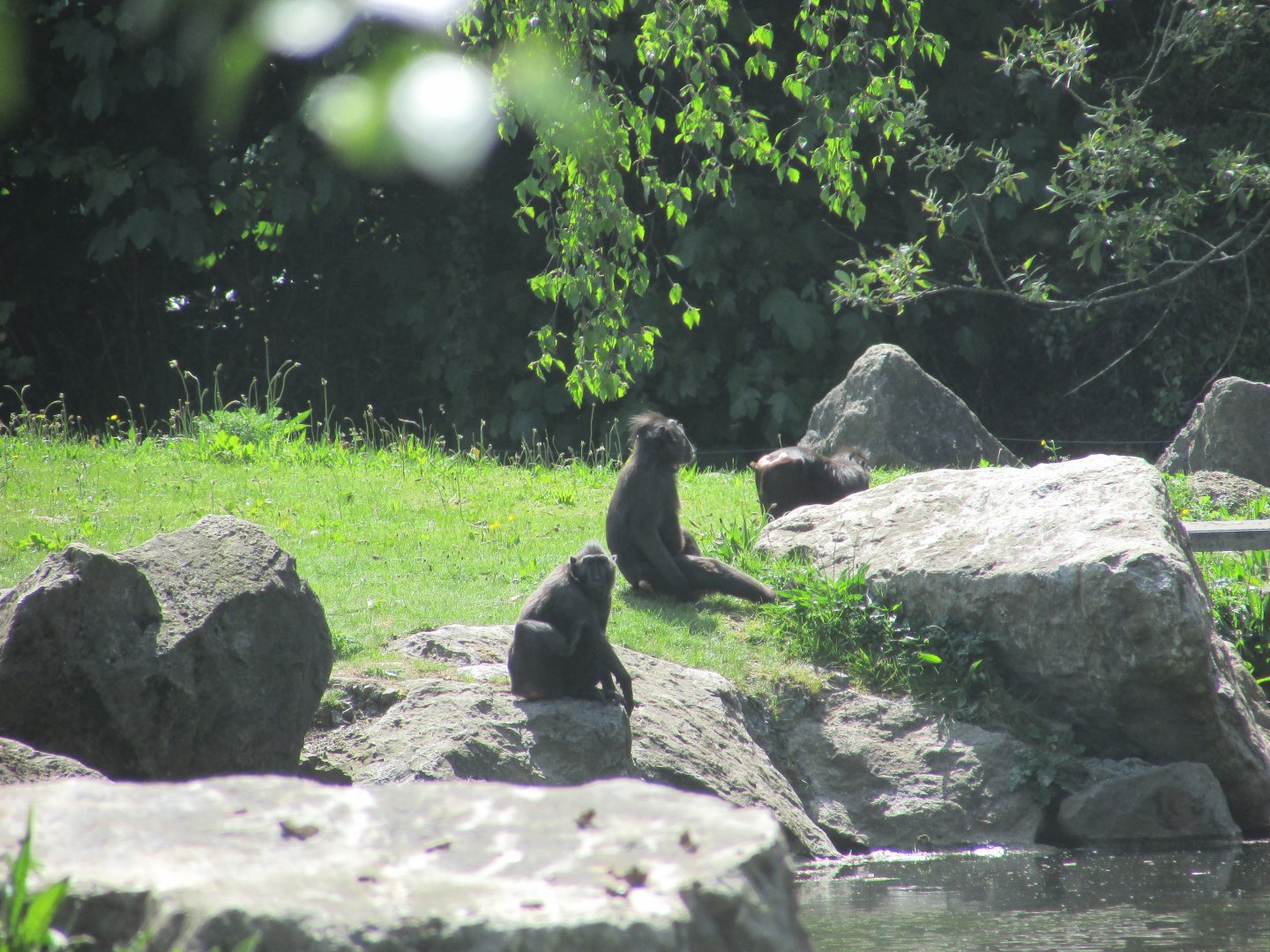 Dublin Zoo - Sulawesi crested macaques