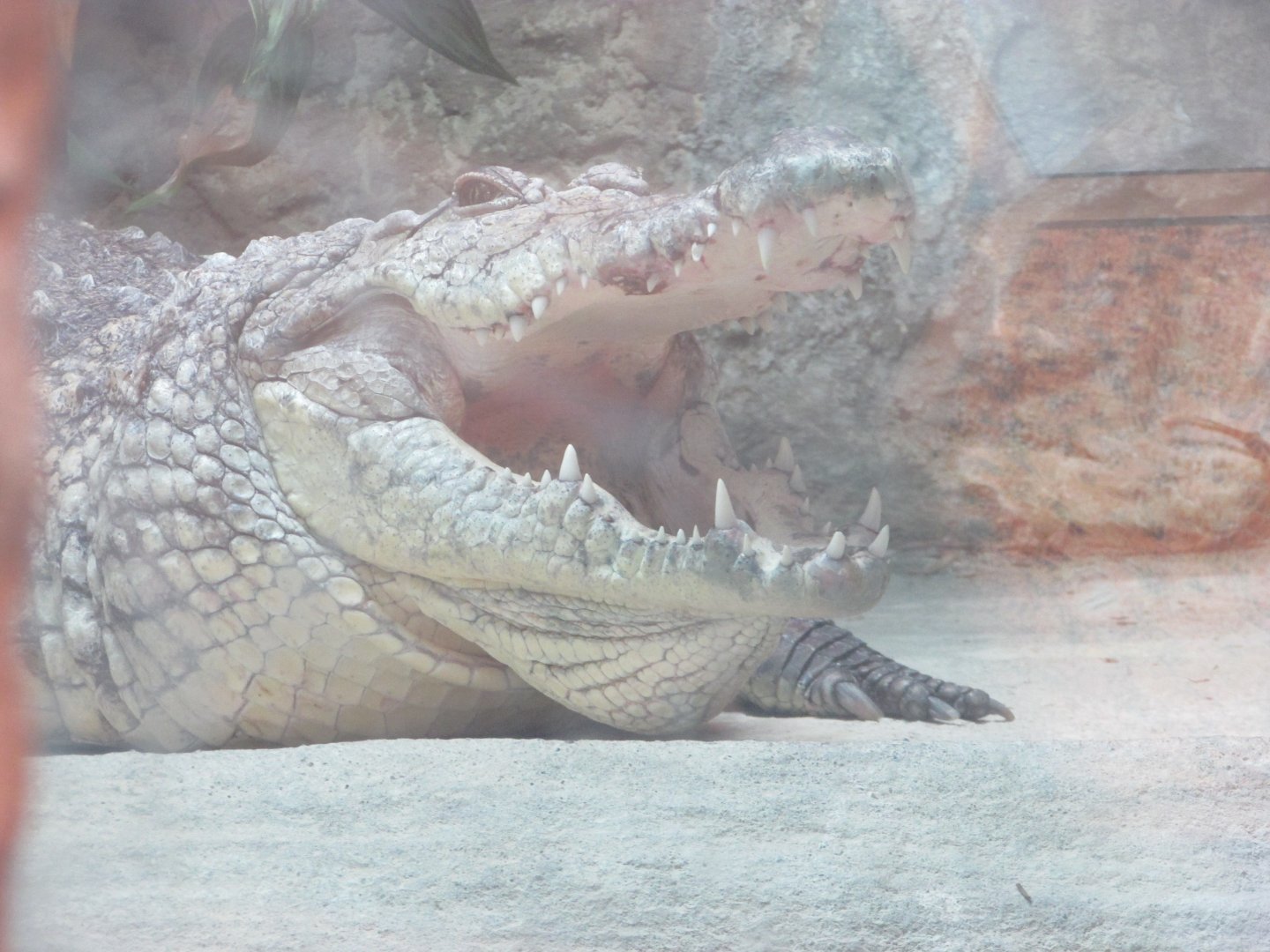 Dublin Zoo - West African crocodile
