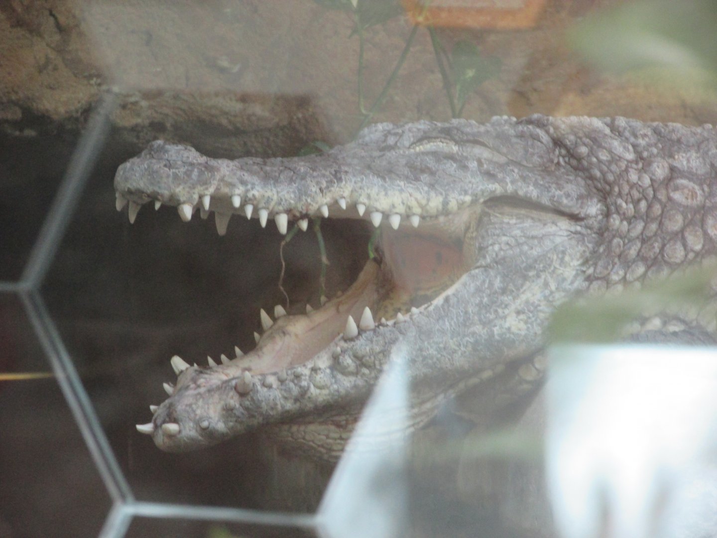 Dublin Zoo - West African crocodile
