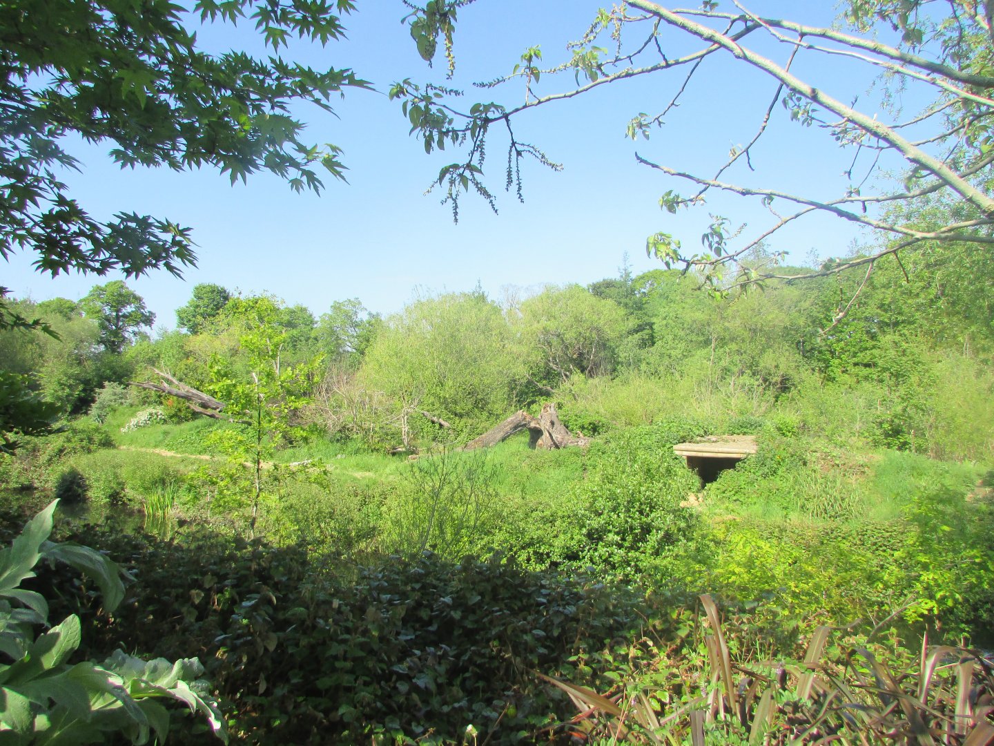 Dublin Zoo - Western chimpanzee enclosure