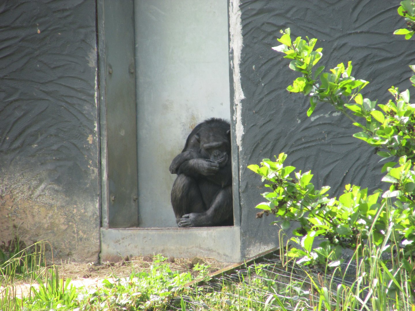 Dublin Zoo - Western chimpanzee