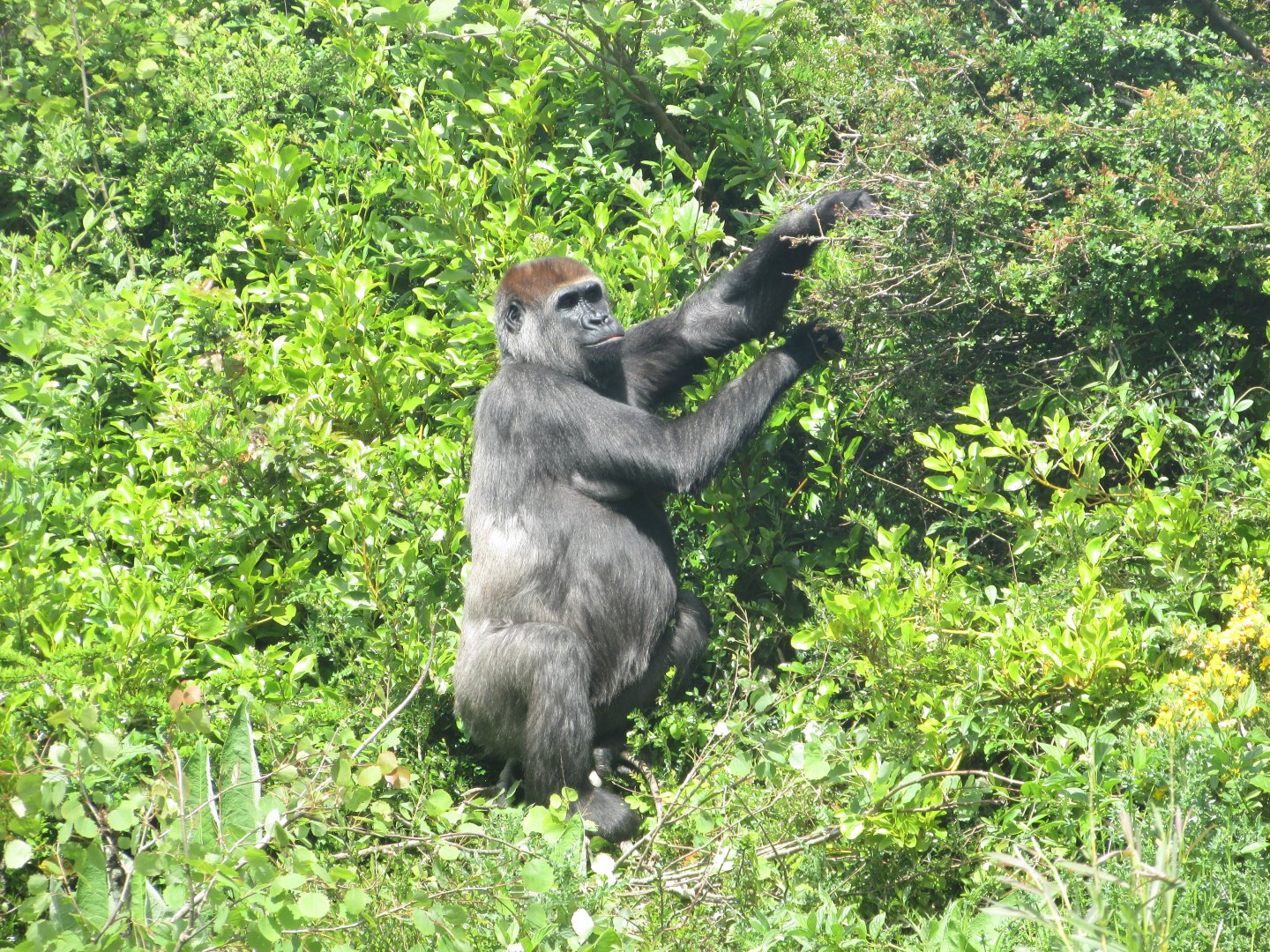 Dublin Zoo - Western lowland gorilla