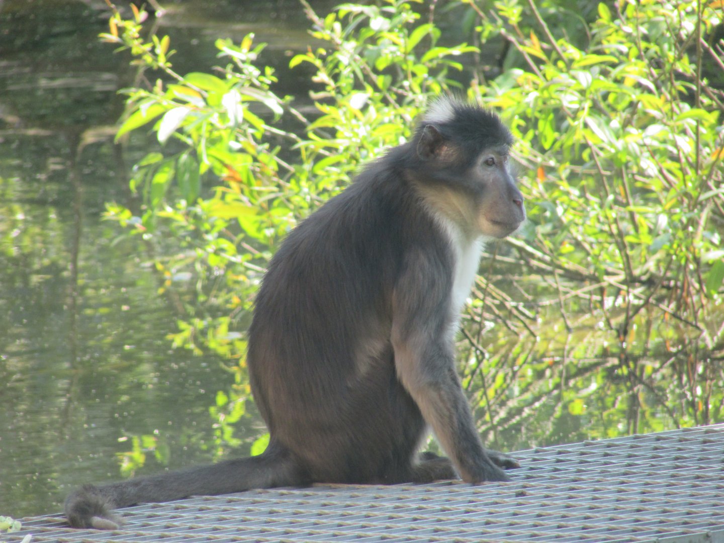 Dublin Zoo - White-naped mangabey