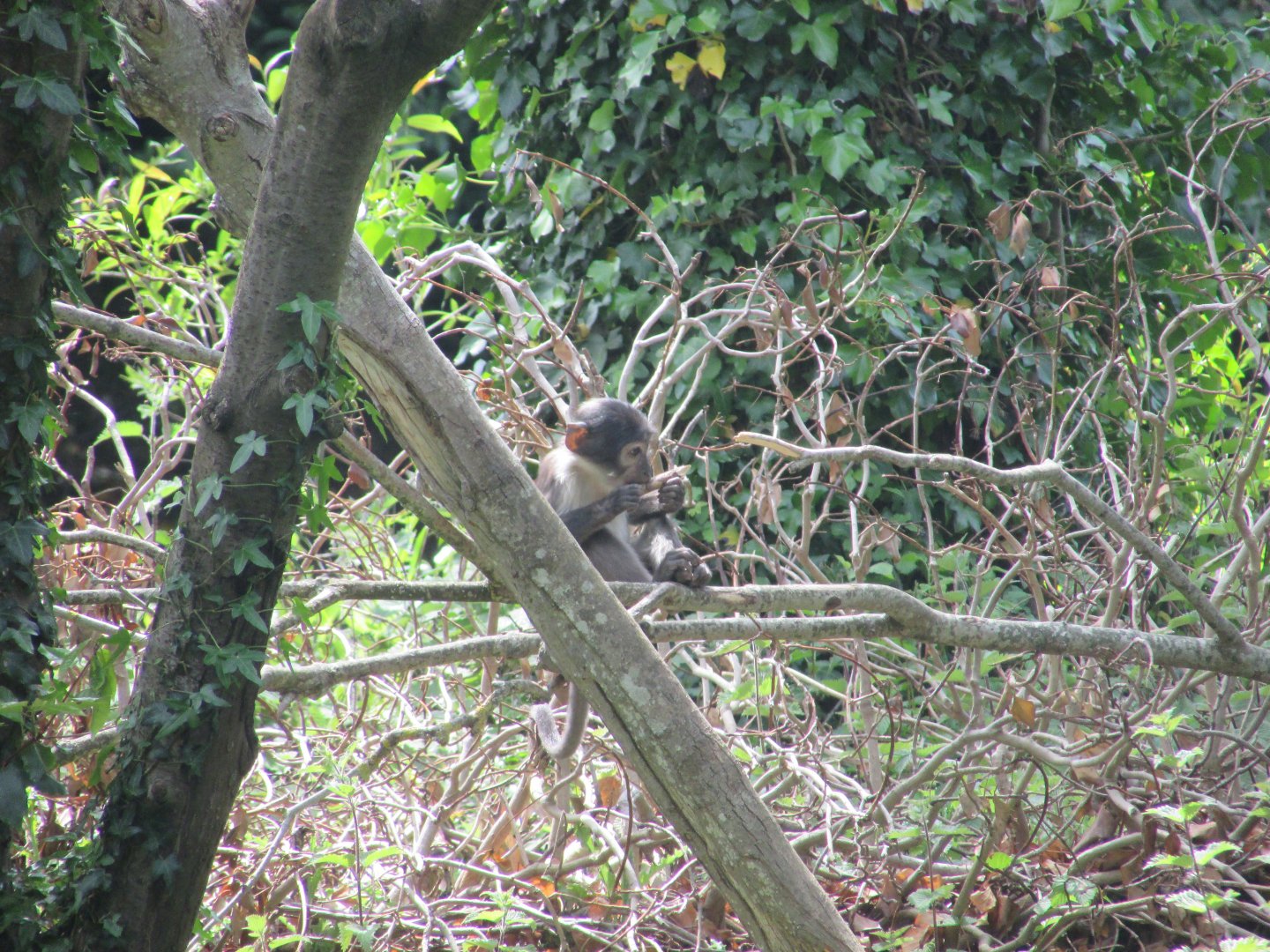 Dublin Zoo - White-naped mangabey