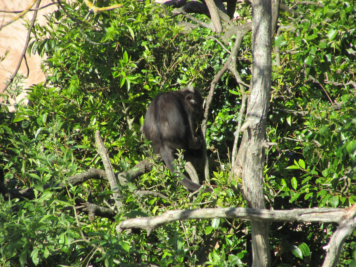 Dublin Zoo - White-naped mangabey