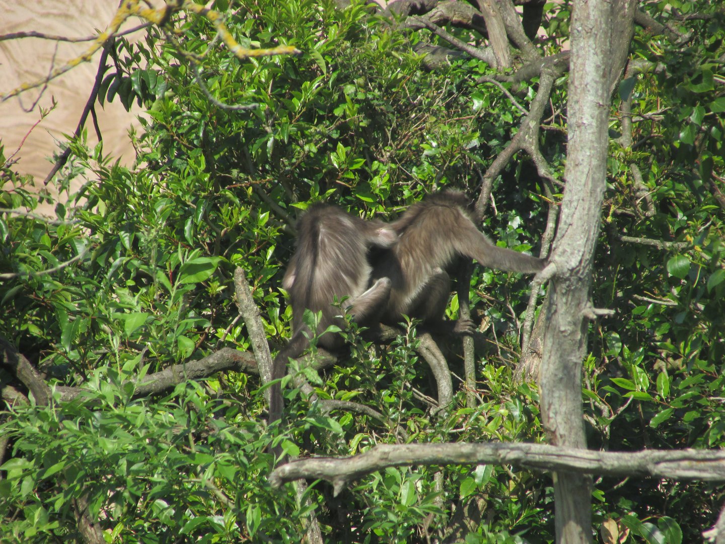 Dublin Zoo - White-naped mangabeys