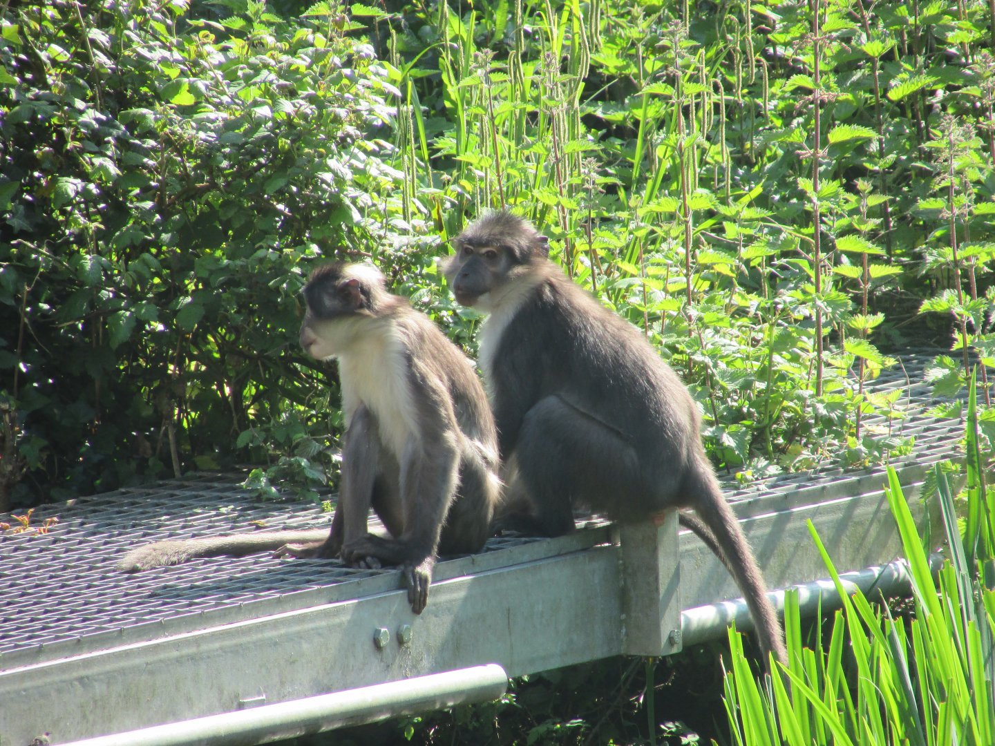 Dublin Zoo - White-naped mangabeys