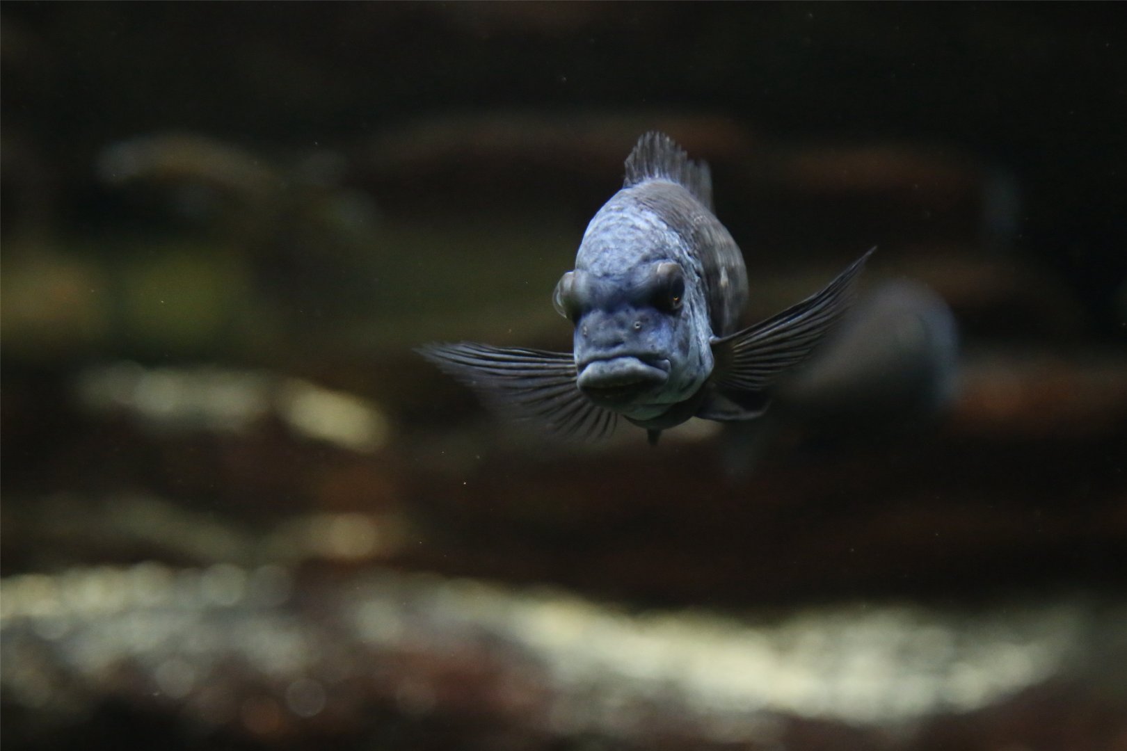 Duboisi Cichlid