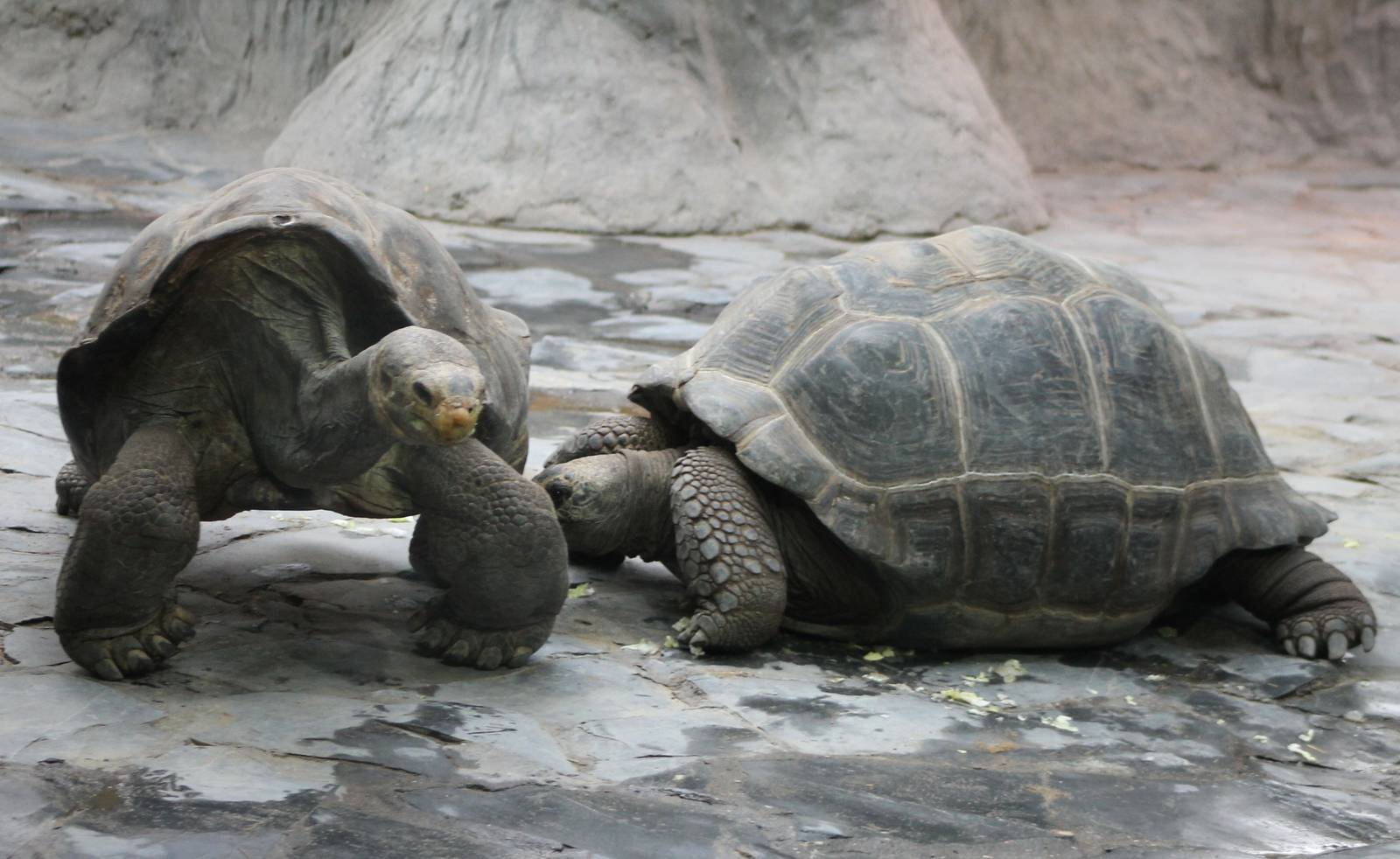 Ducan Island and Santa Cruz Island tortoise