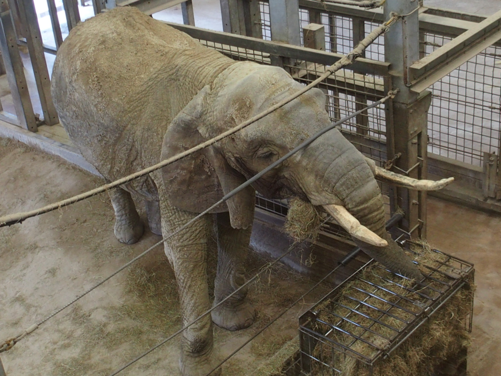 "Duchess" - as seen in April 2017