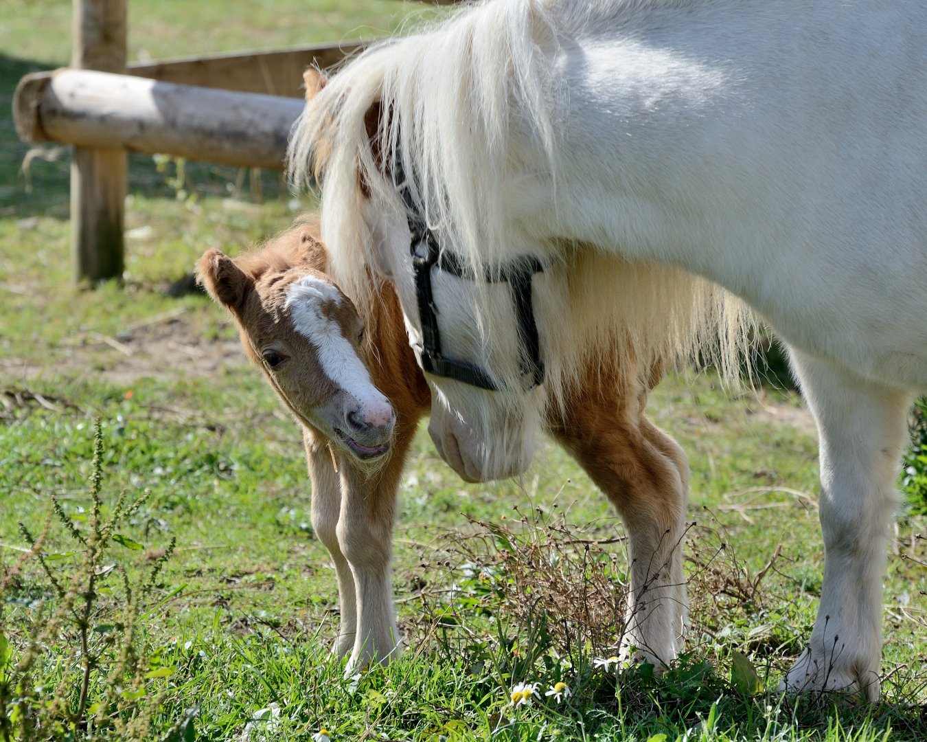 Duchess & Foal - American Miniature Horse - Wingham Wildlife 29/09/2018