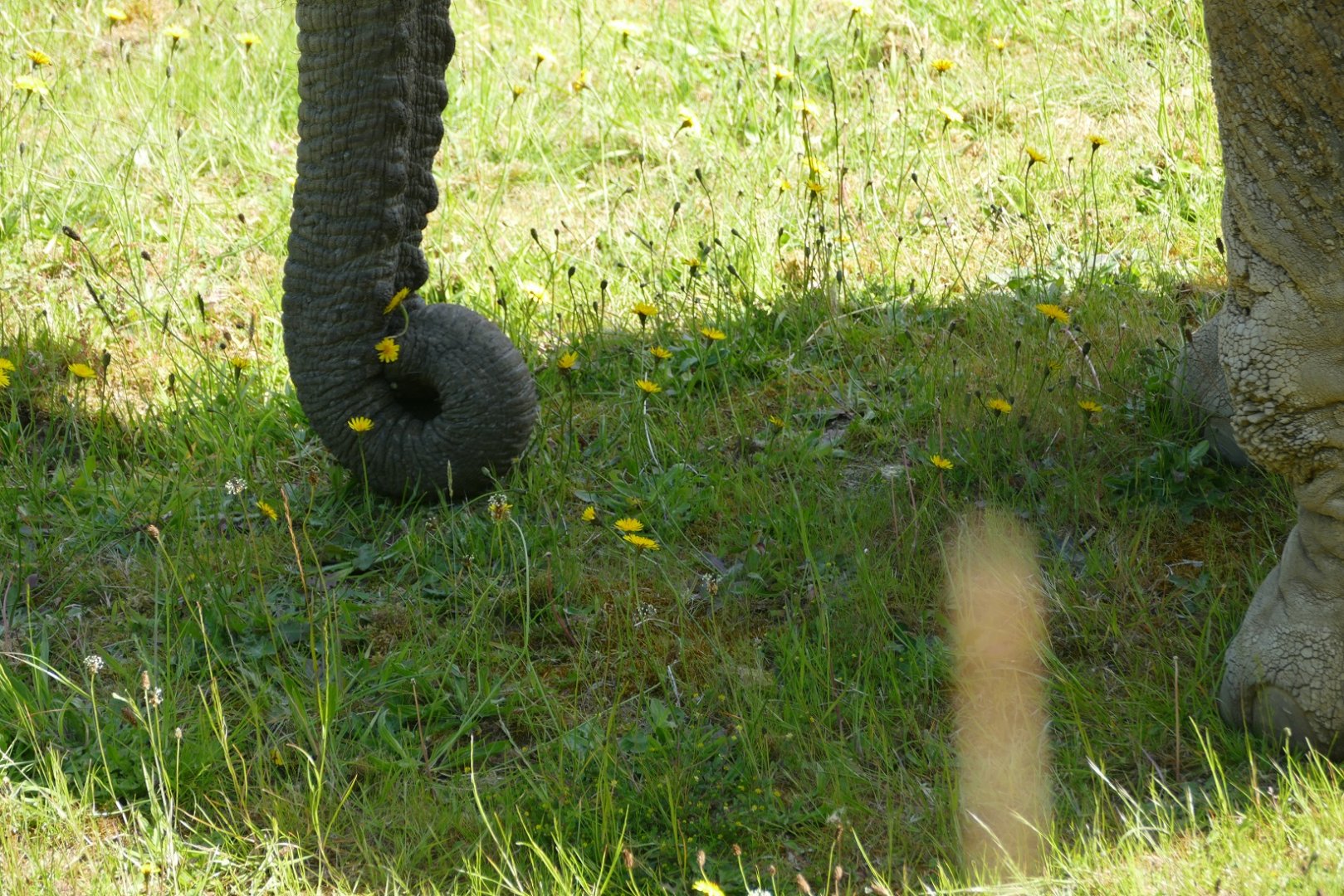 Duchess picking flowers, May 2019