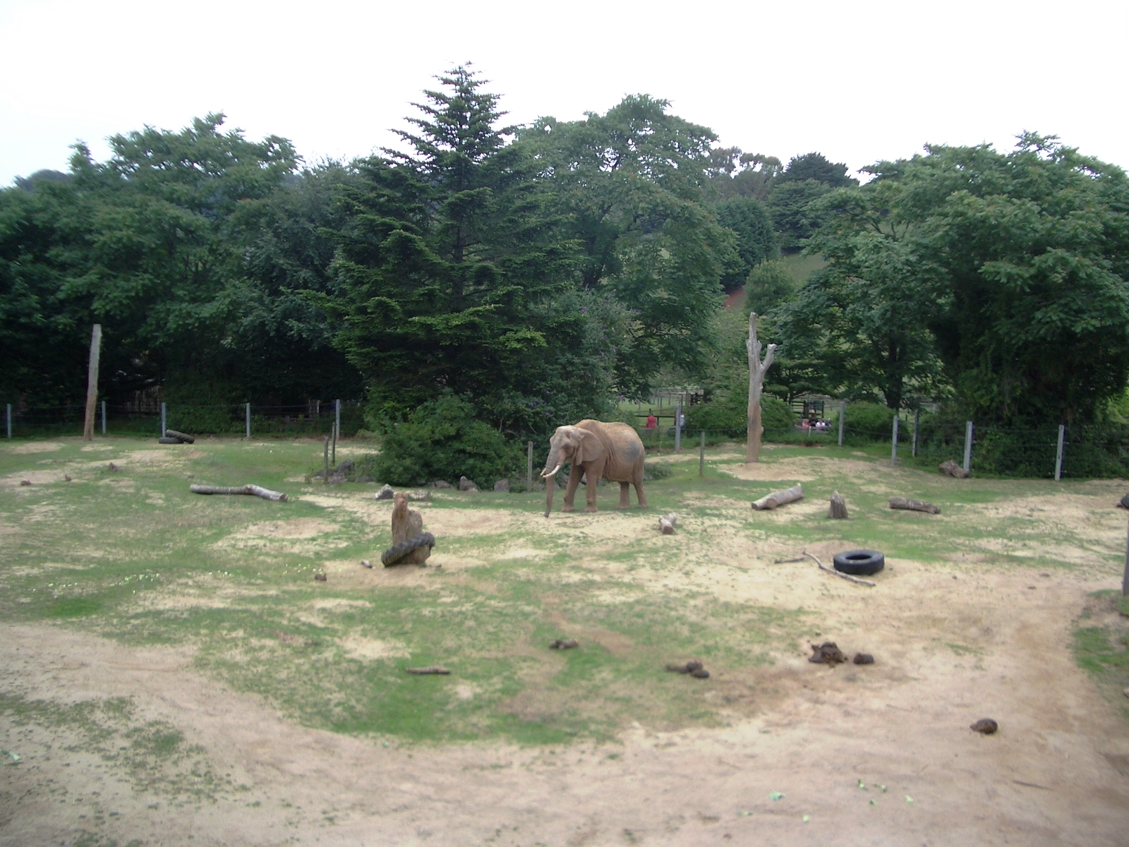 Duchess the African Elephant - 27.07.2010