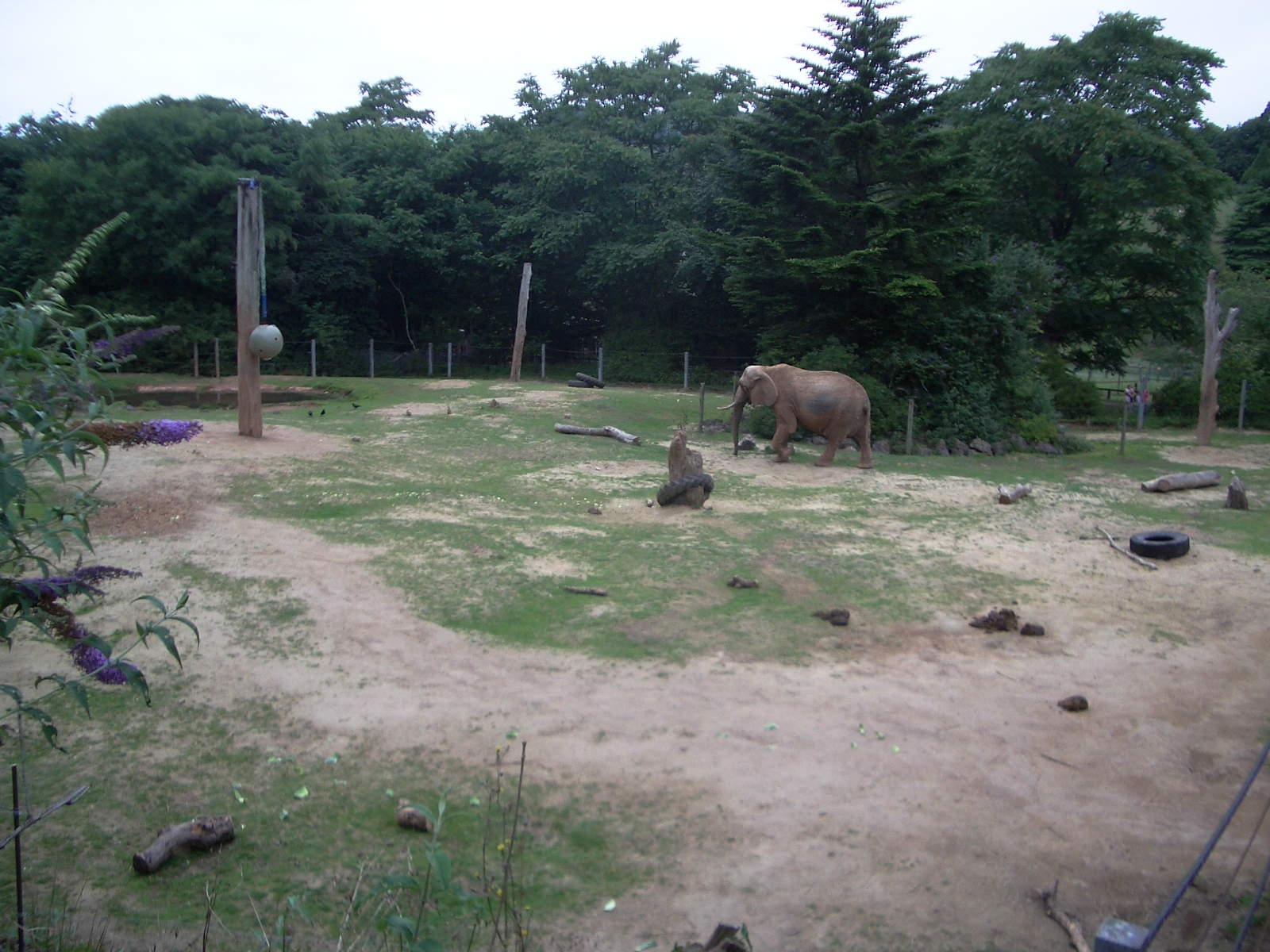 Duchess the African Elephant - 27.07.2010