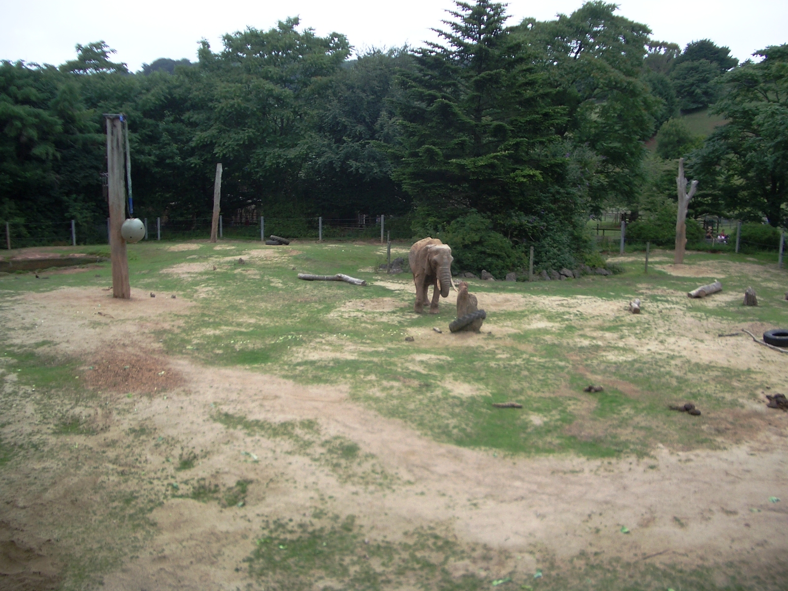 Duchess the African Elephant - 27.07.2010