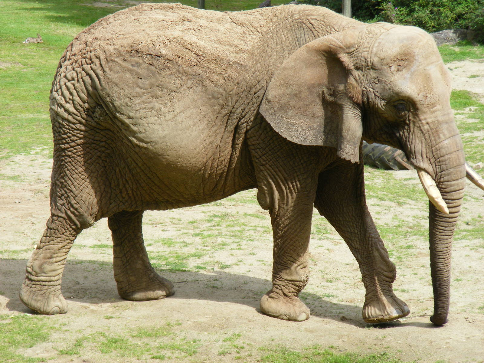 Duchess the African elephant at Paignton Zoo, 2 August 2009