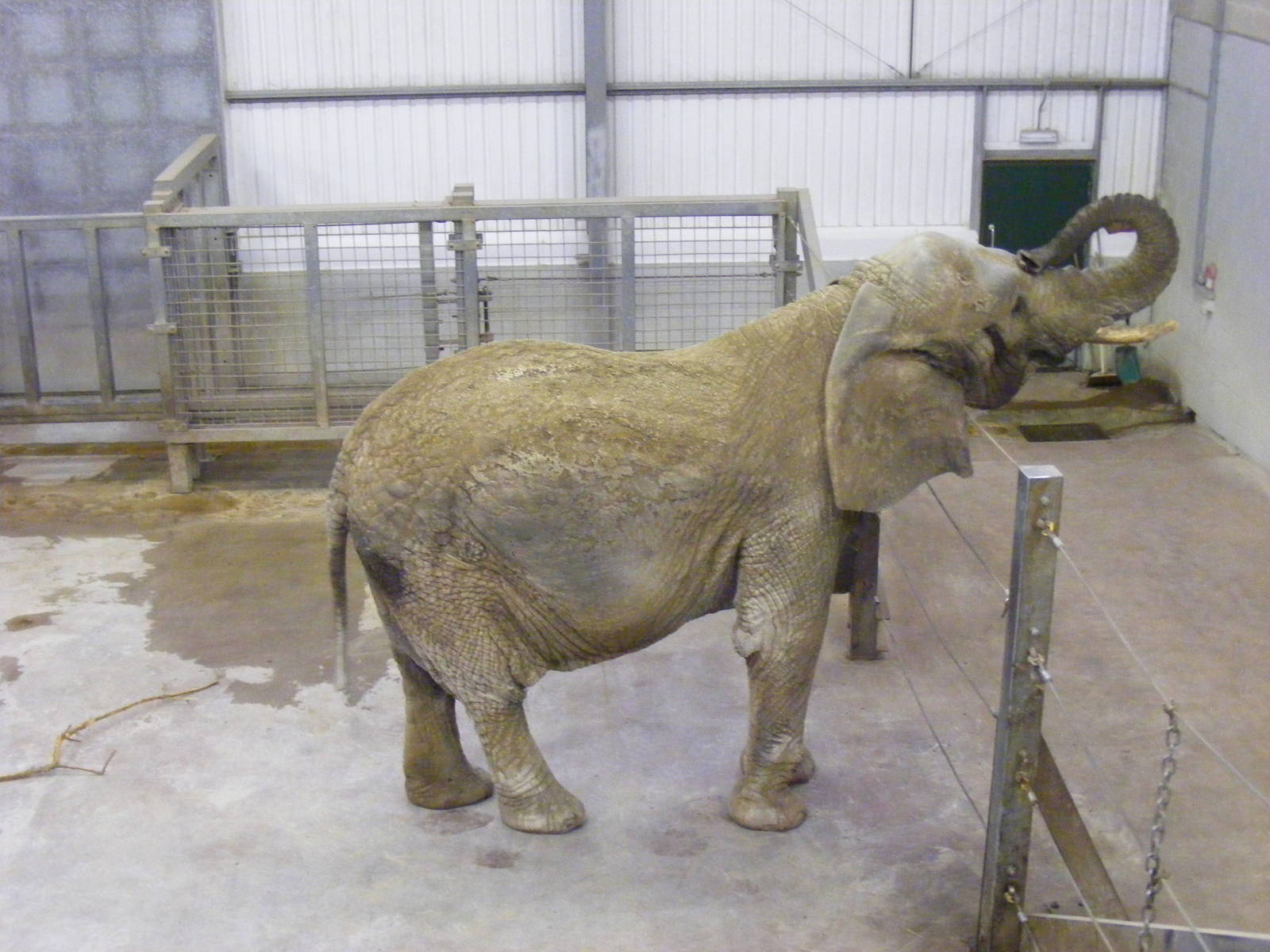Duchess the African elephant at Paignton Zoo, 31 December 2010