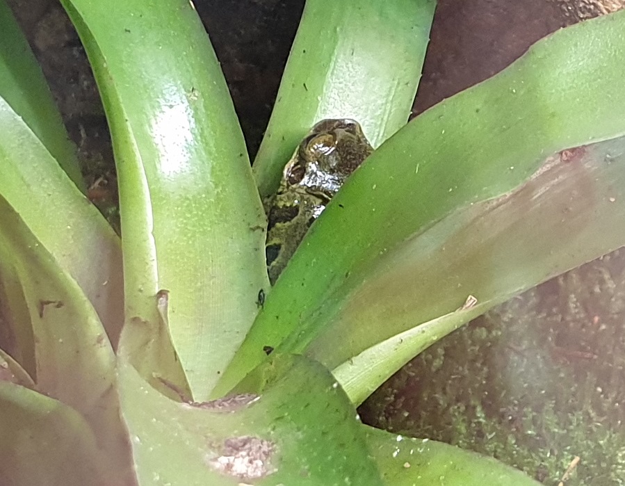 Duck-bill frog - Triprion petasatus