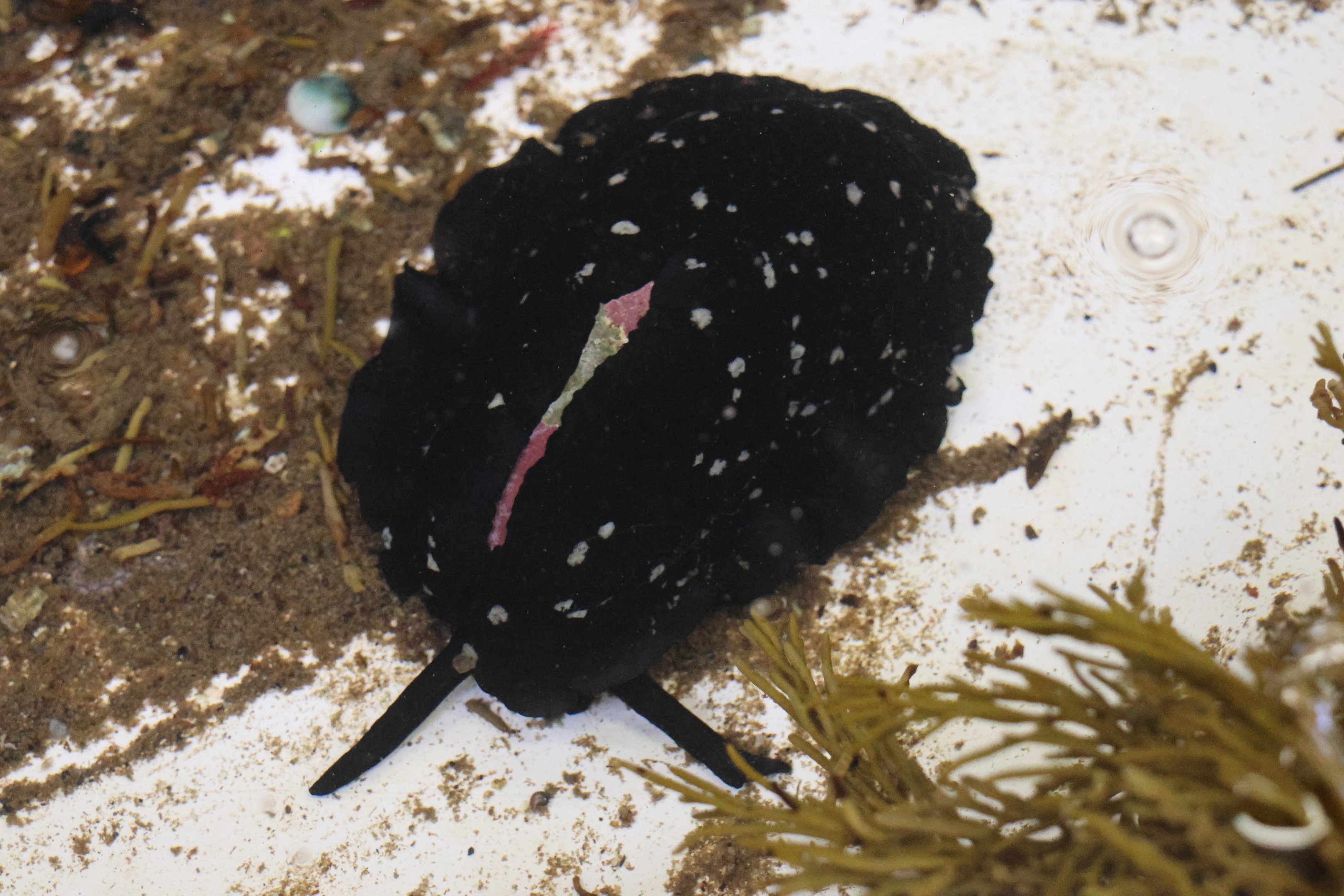 Duck-billed Limpet (Scutus breviculus), open day at VUW Coastal Ecology Laboratory (Island Bay, Wellington)