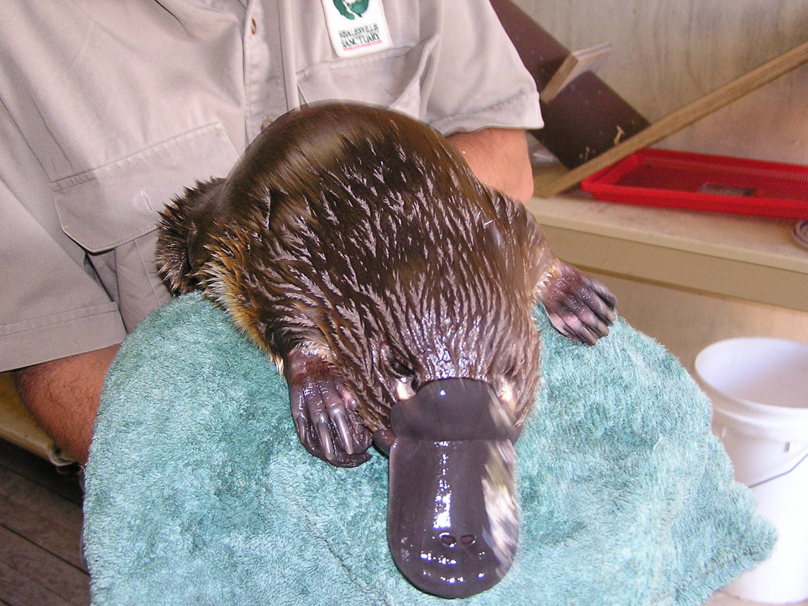 Duck-billed platypus/ Ornithorhynchus anatinus