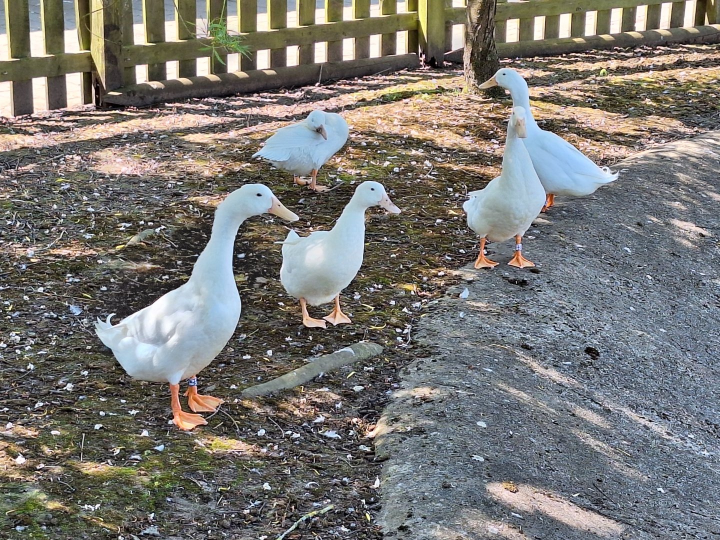Duck breed ID - Flamingo Land