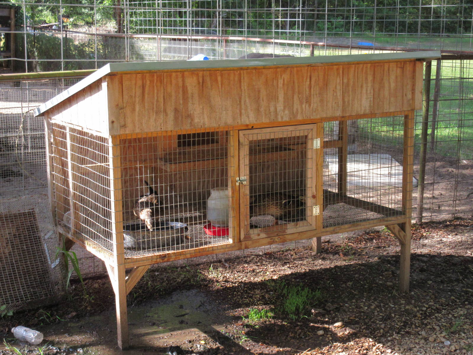Duck Cage