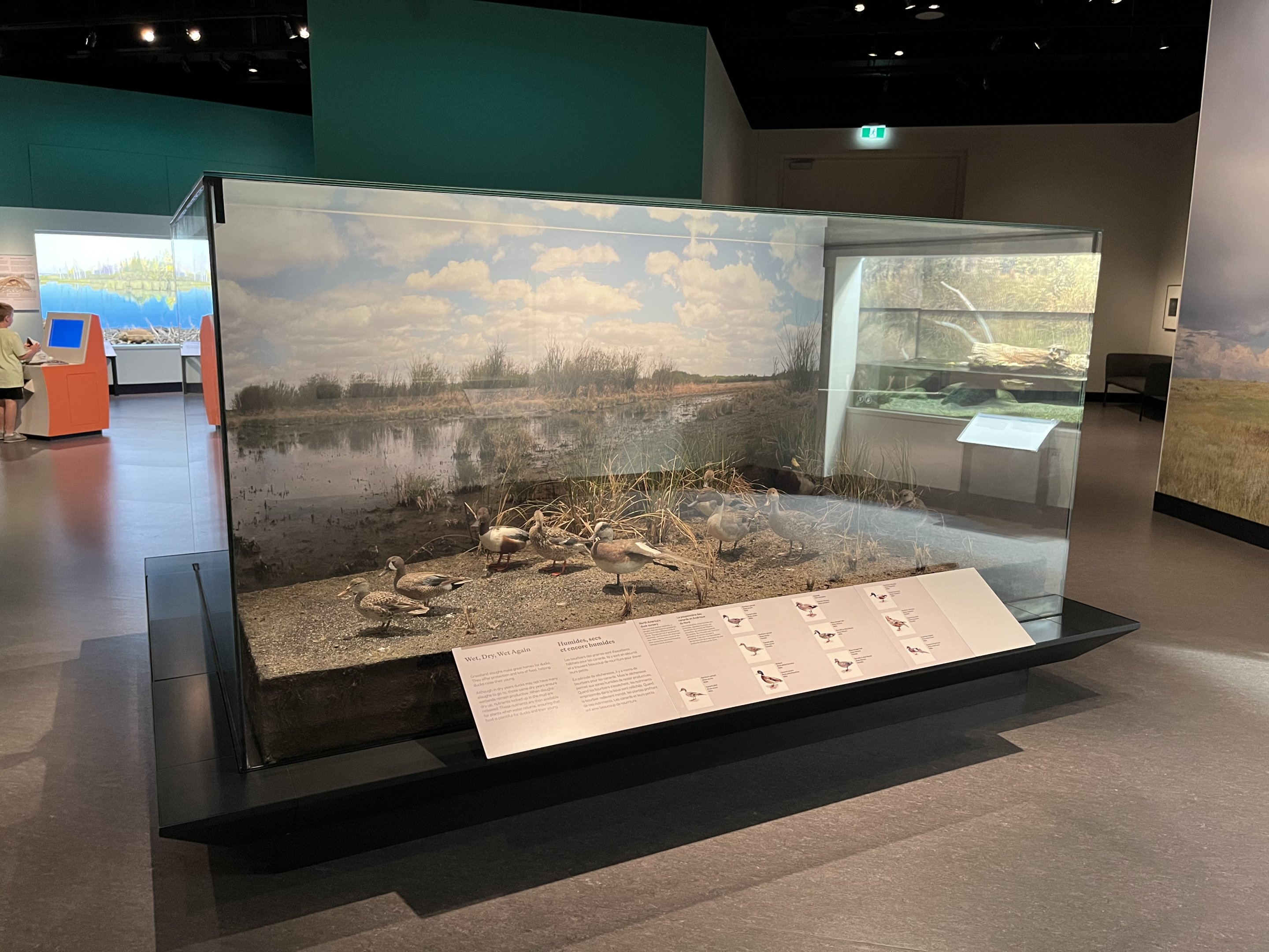 Duck Diorama (various species)