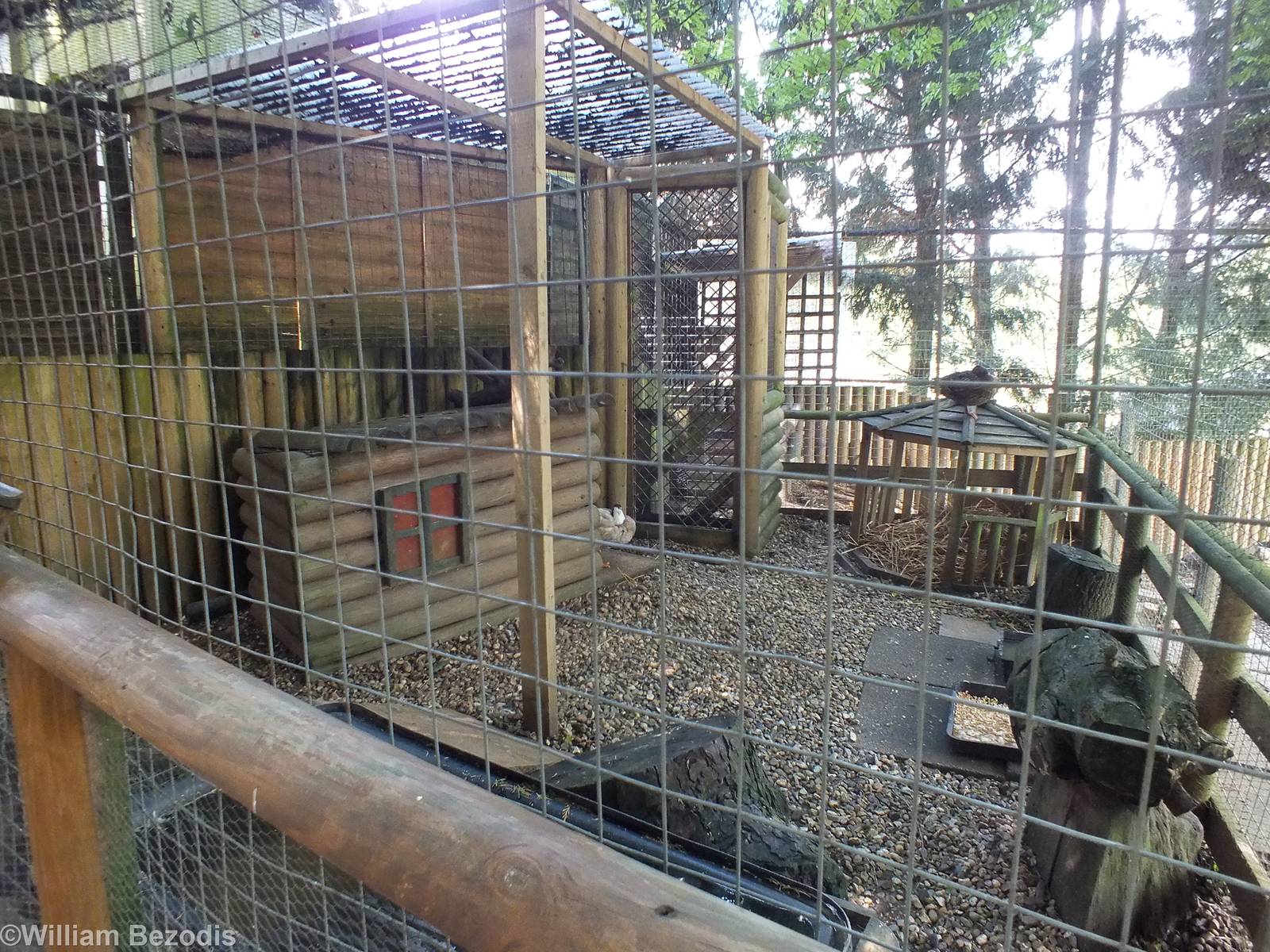 Duck Enclosure