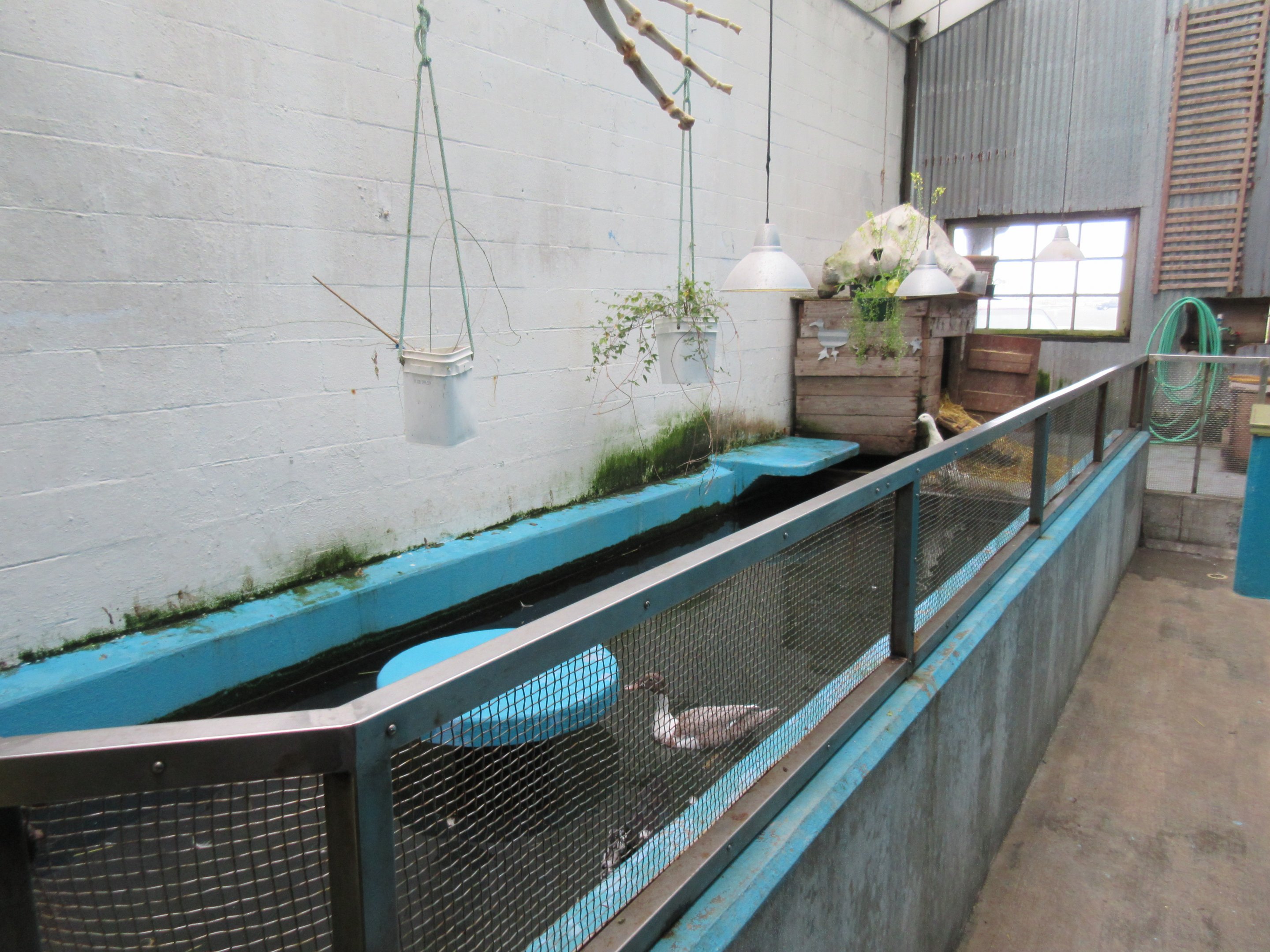 Duck Exhibit (former seal pool)
