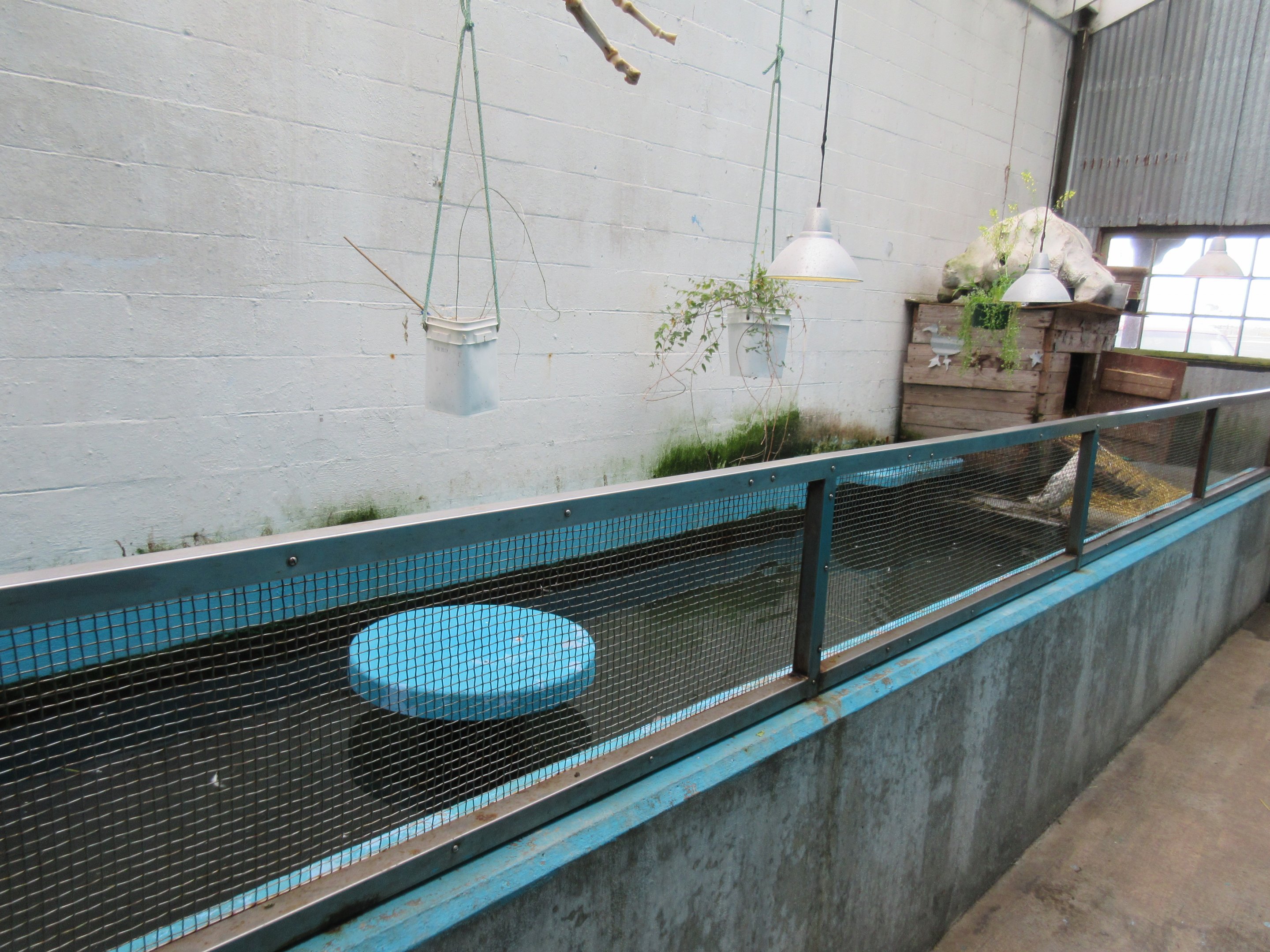Duck Exhibit (former seal pool)