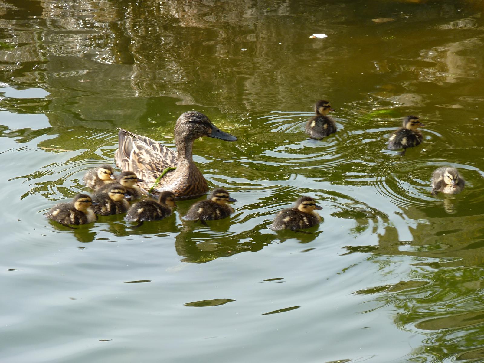 Duck Family in the Otter Pond