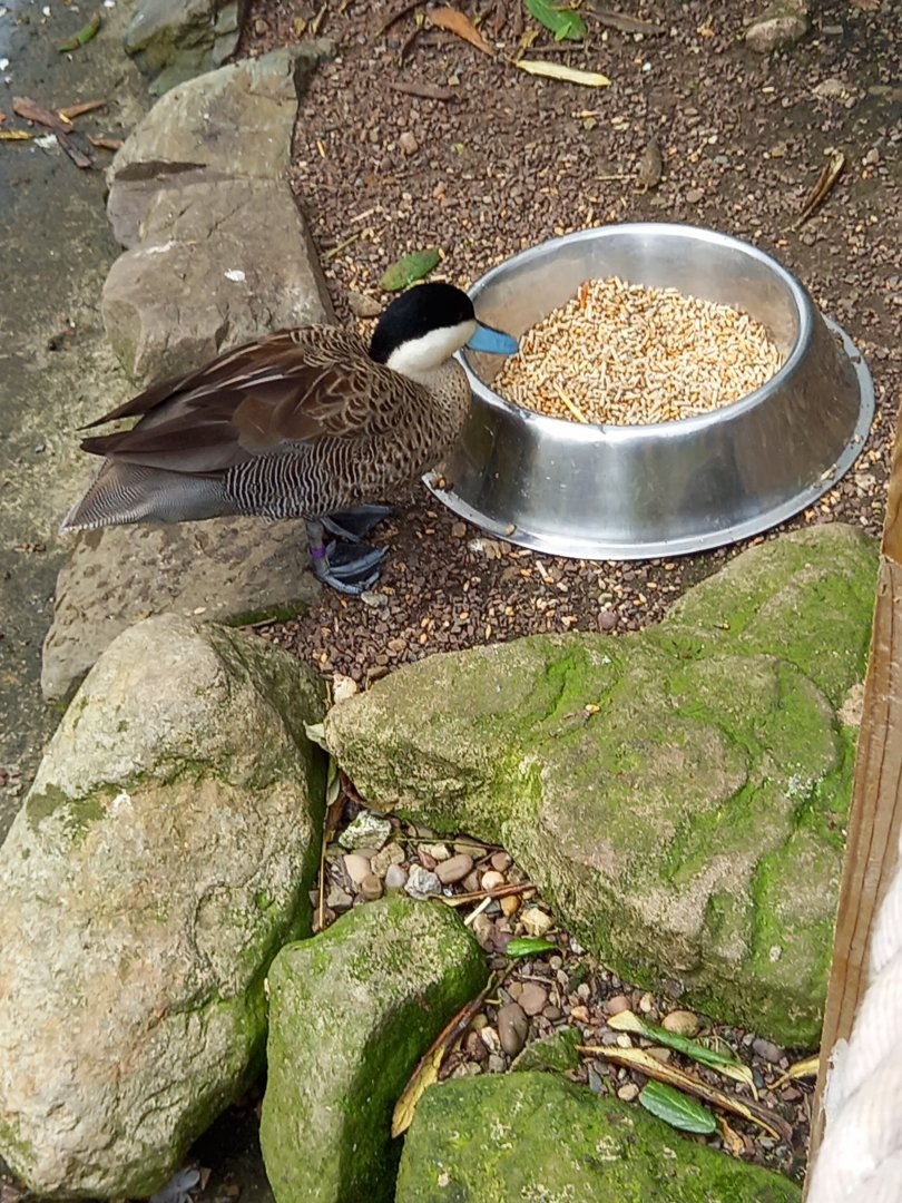 Duck for ID - Blackpool Zoo, World of Wings Aviary