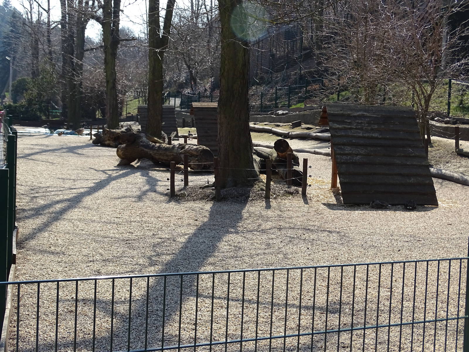 Duck/geese enclosure