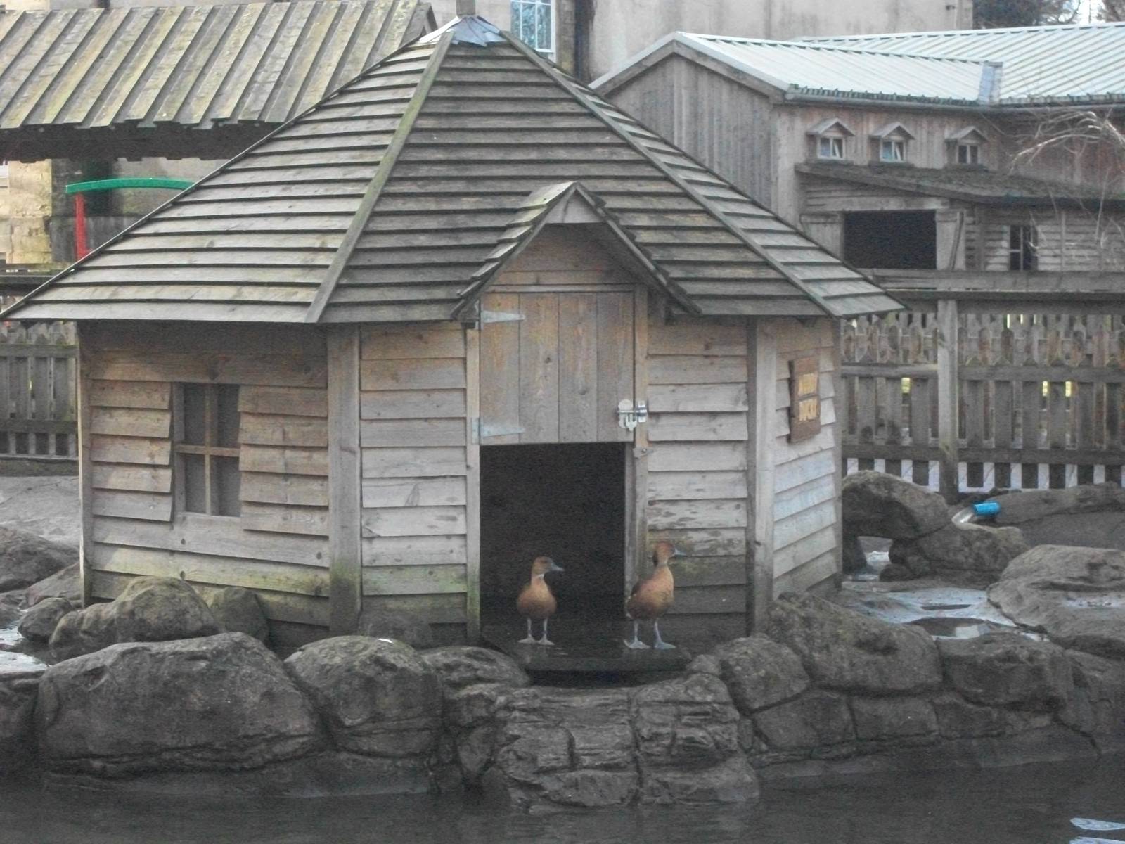 Duck House 4th January 2013