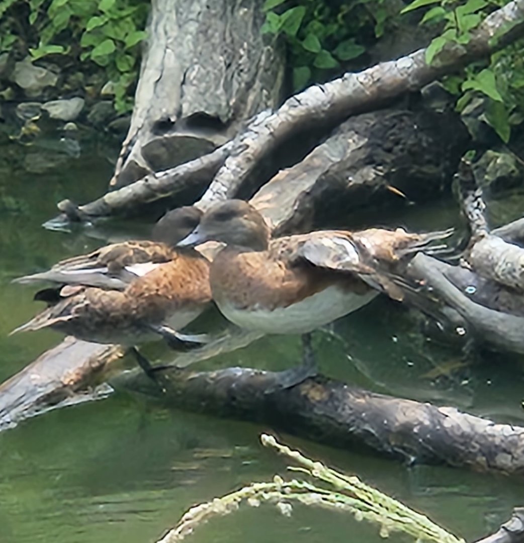 Duck ID (American Wigeon?)