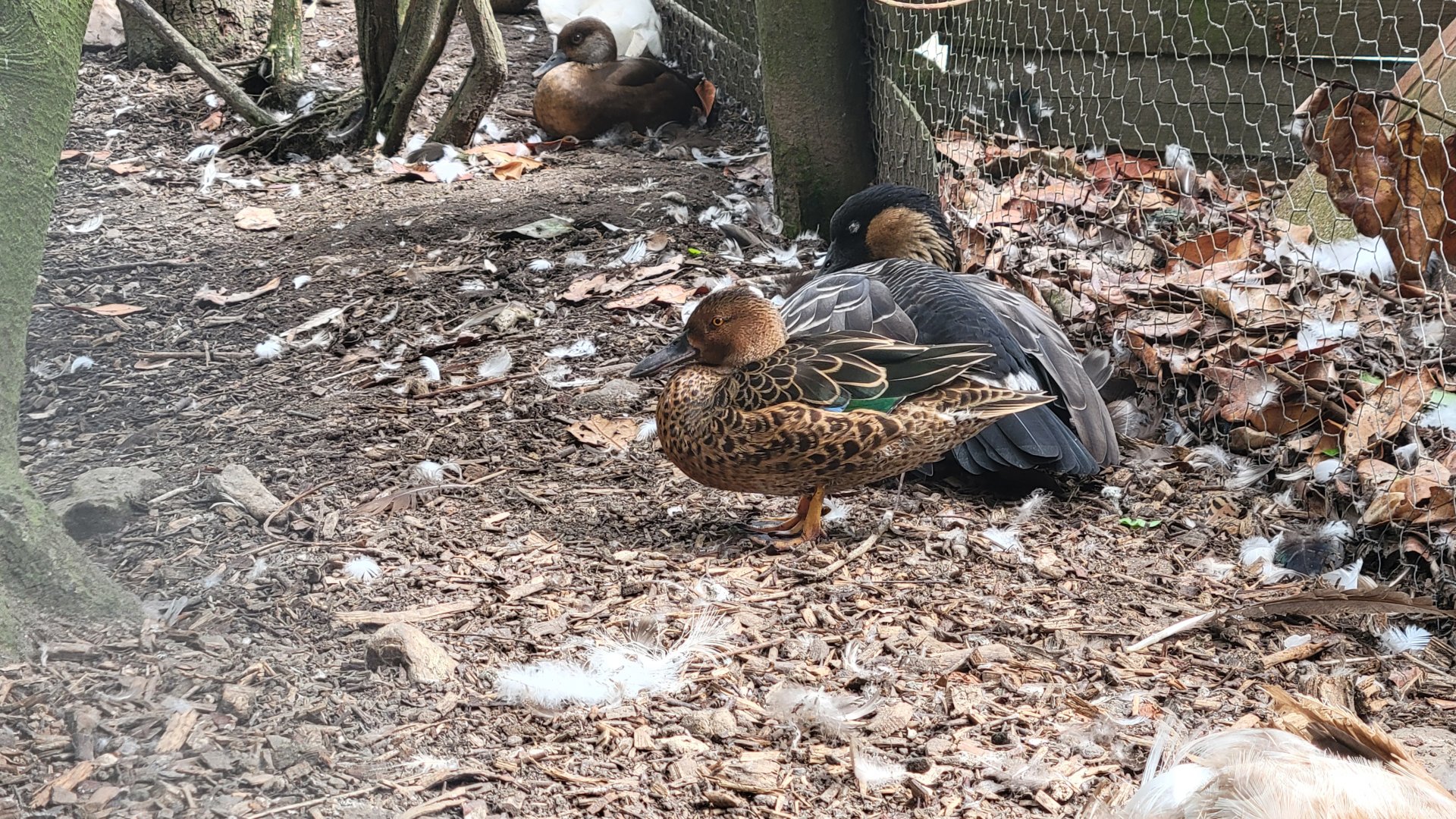 Duck ID - Axe Valley Wildlife Park