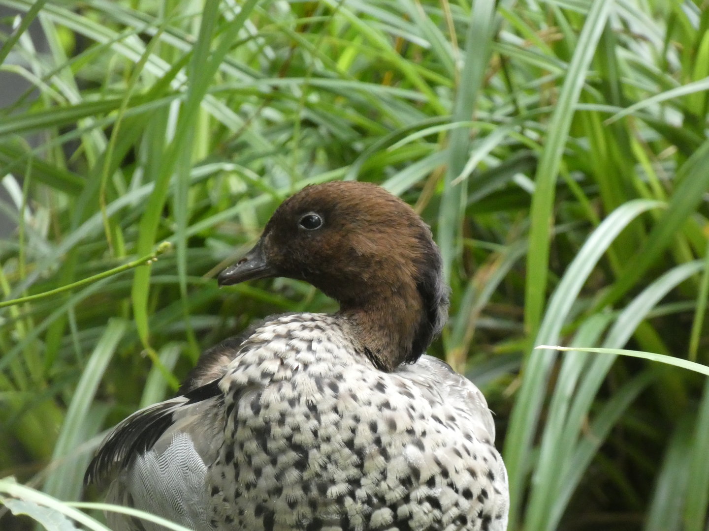Duck ID? - Berlin Tierpark