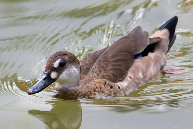 Duck ID - Bird Paradise (Singapore)