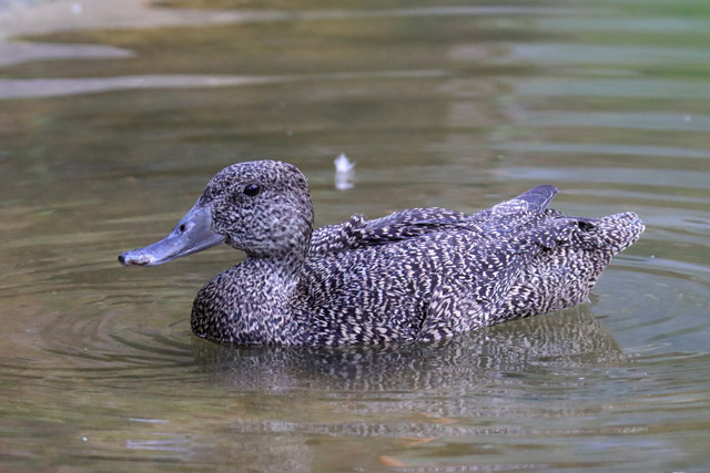 Duck ID - Bird Paradise (Singapore)