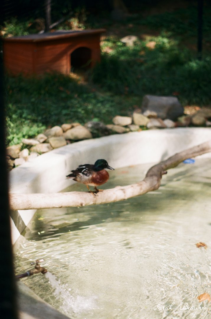Duck ID? Brandywine Zoo