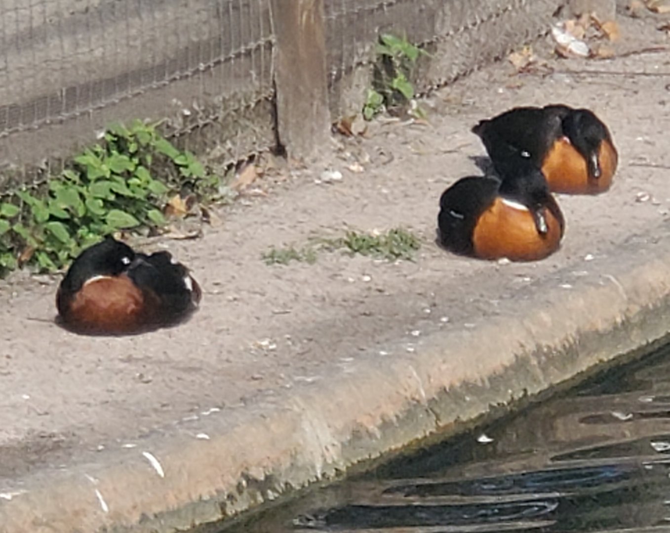 Duck ID - Busch Gardens Tampa