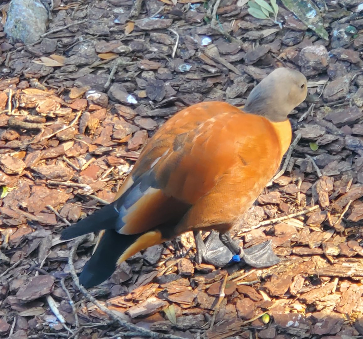 Duck ID - Busch Gardens Tampa