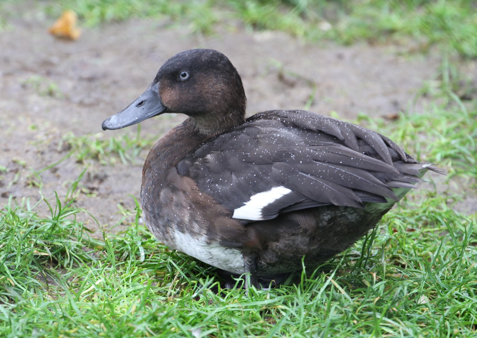 Duck ID Help Needed?