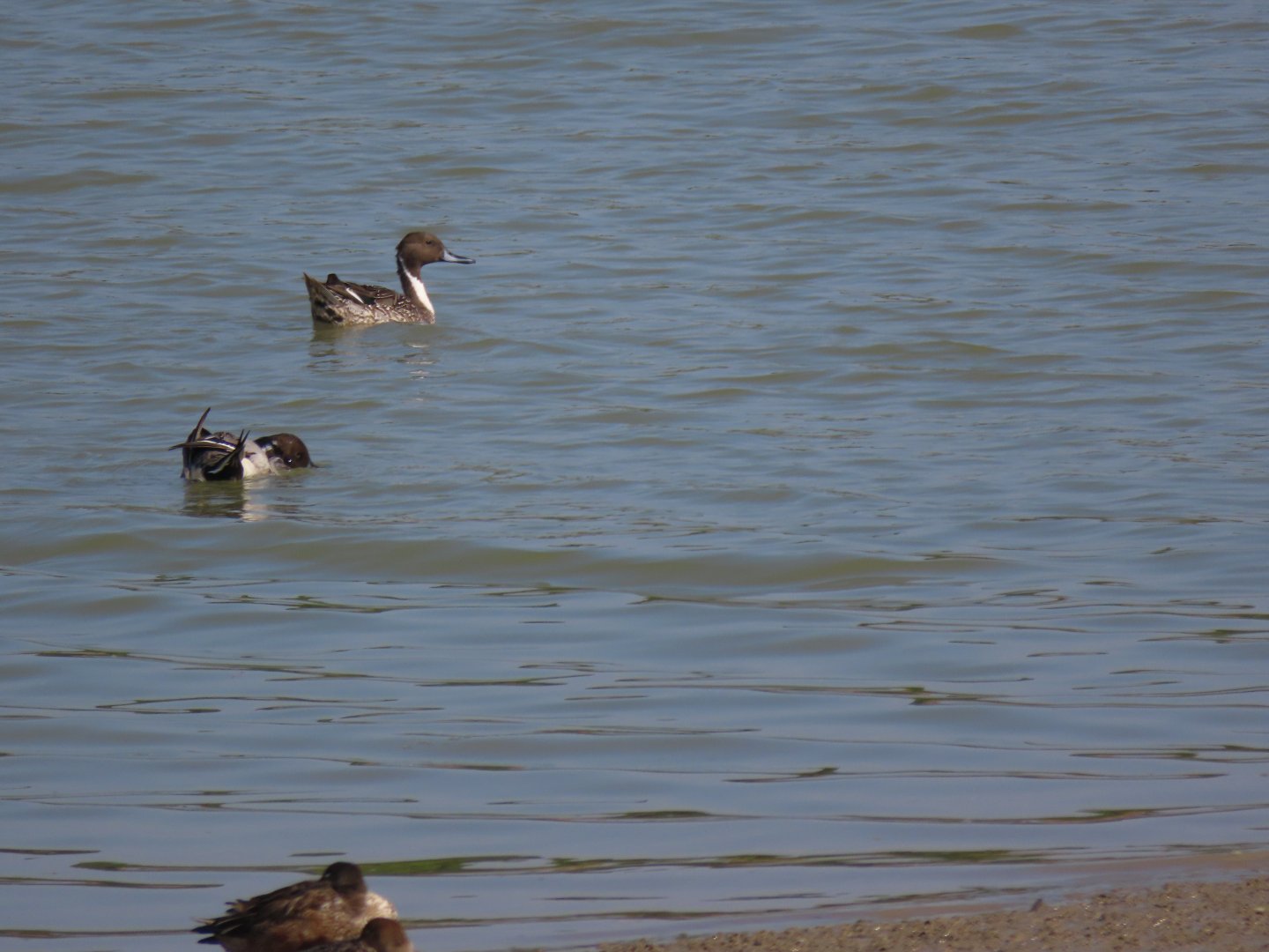 Duck ID? (Hong Kong)